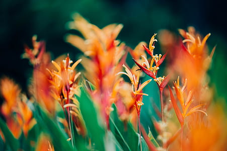 tilt shift lens photography of orange flowers thumbnail