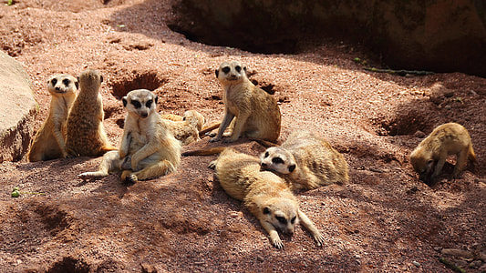 seven brown animals thumbnail