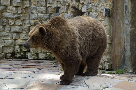 brown grizzly bear near wall thumbnail