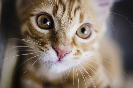 Yellow Tabby Cat thumbnail
