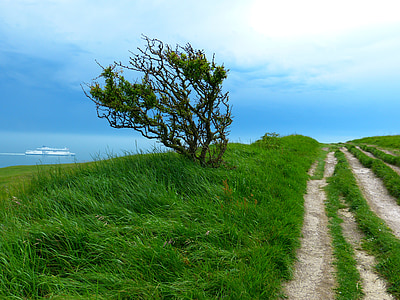 green leafed tree on grassy plain during daytime thumbnail