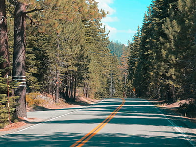 highway in the middle of forest thumbnail