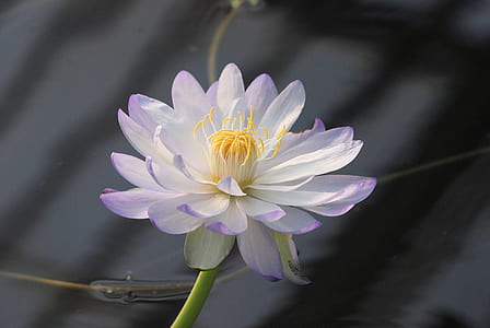 selective focus photography of white and purple petaled flower thumbnail