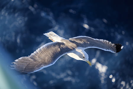 flying grey and white bird wallpaper thumbnail