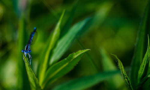 blue insect on leaf during daytime thumbnail
