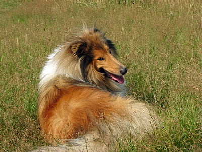 adult sable rough collie lying on grass thumbnail
