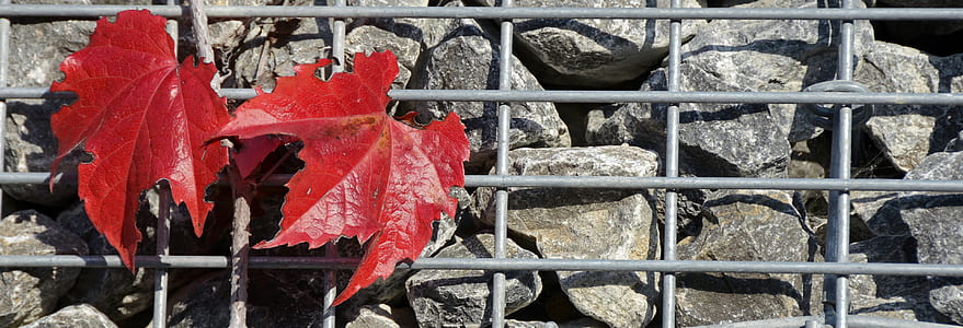 closed up photo of two red leaves thumbnail