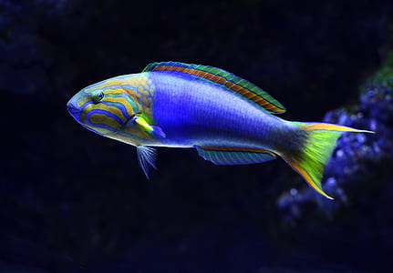 shallow focus photography of blue and yellow fish underwater thumbnail