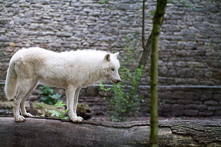 white wolf on black log thumbnail
