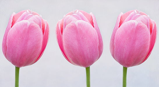 three pink tulip flowers thumbnail