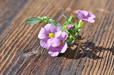 closeup photography of pink pealed flowers on brown wooden surface thumbnail