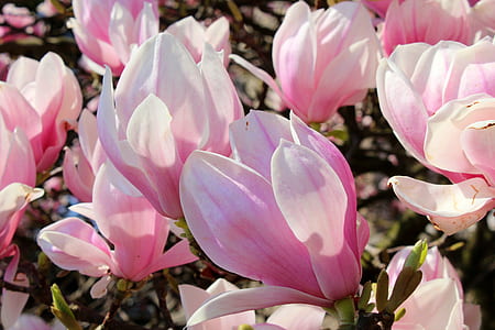 shallow focus of pink flowers thumbnail
