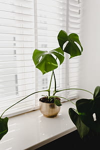 Monstera in the gold pot thumbnail