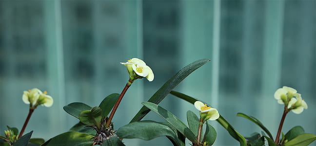 close-up photo of flowers thumbnail