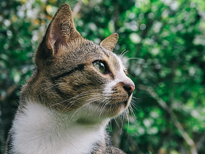 Close Up Photo of Gray and White Tabby Cat thumbnail