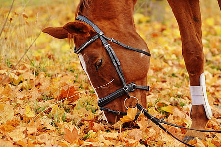 brown stallion eating dried leaves thumbnail