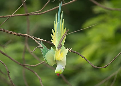 bird, summer, animal, blur thumbnail