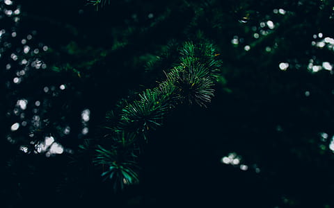 selective focus photo of pine tree thumbnail