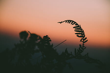 silhouette of leaves thumbnail