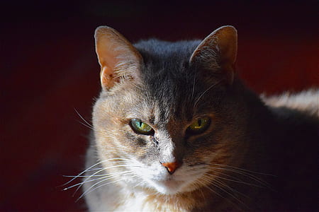 selective focus photography of brown tabby cat thumbnail