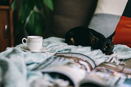 Resting with magazine and cute puppy thumbnail