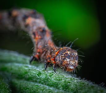 Orange and Black Caterpillar in Macro-photography thumbnail