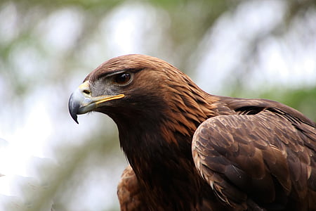 photography of falcon thumbnail