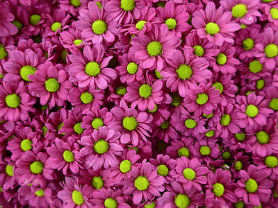 pink-and-green petaled flowers thumbnail
