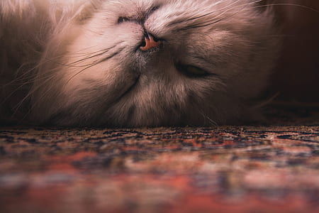 cat lying on cloth thumbnail