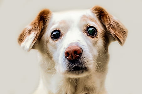 long-coated white and brown puppy close-u photography during daytime thumbnail