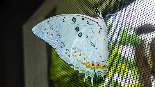 Butterfly, Insect thumbnail