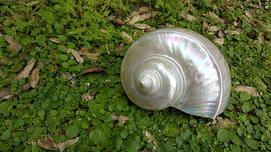 gray seashell decor on green plants thumbnail