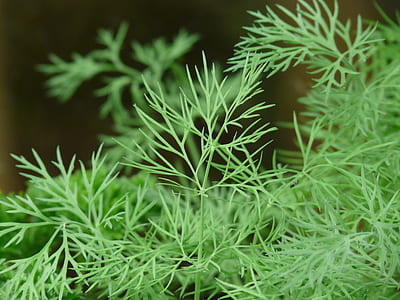 green leafed plant thumbnail