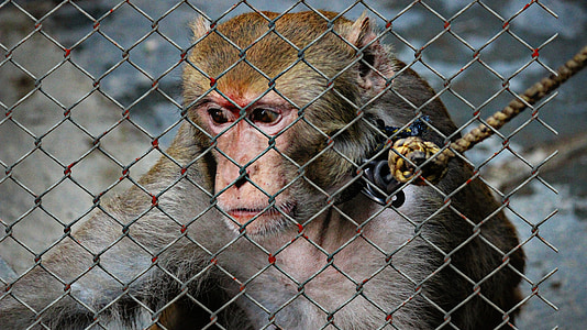 monkey in cage thumbnail