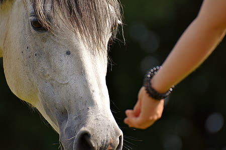 person standing near white horse thumbnail