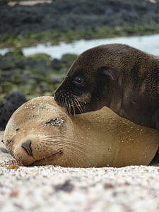 two dark-brown and light-brown seals thumbnail