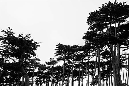 grayscale photography of trees thumbnail