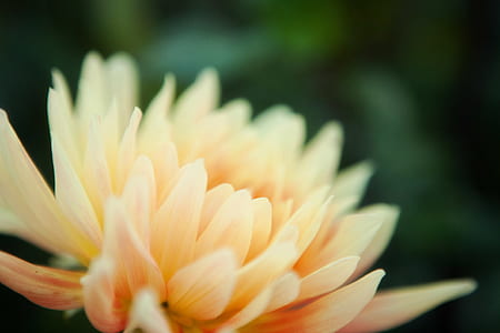 closeup photographu of bloomed yellow flower thumbnail
