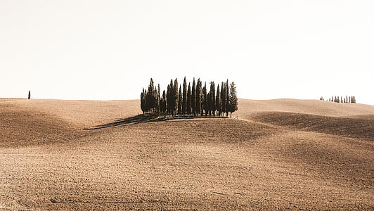 cluster of pine trees near brown field thumbnail