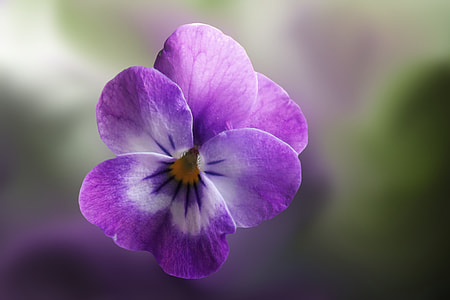 selective focus photo of purple violets flower thumbnail