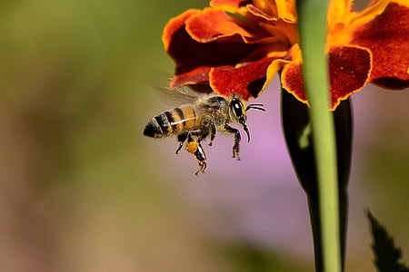 macro photography of bumblebee thumbnail
