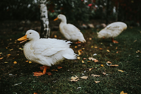 White ducks on the grass thumbnail