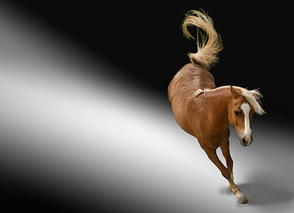 horse galloping at spot light thumbnail