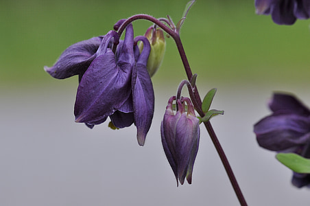 purple flowers thumbnail