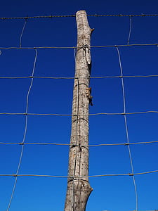 tree without twigs behind gray steel fence thumbnail