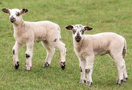 two white-and-brown sheep kids standing on green pasture thumbnail