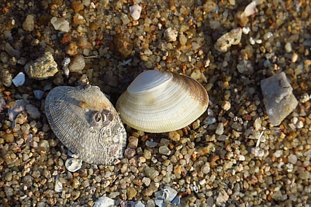 shells on rocks thumbnail