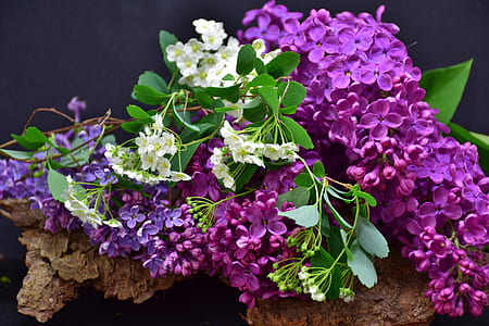 purple and white petaled flowers on brown stone thumbnail