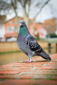 selective focus photography of black and gray pigeon thumbnail