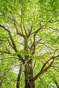 Low-angle Shot Photography of Green Trees thumbnail